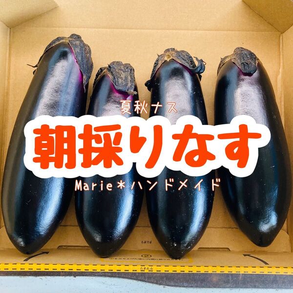 600g 千両なす 宅急便コンパクト 夏秋ナス 夏野菜 産地直送 期間限定