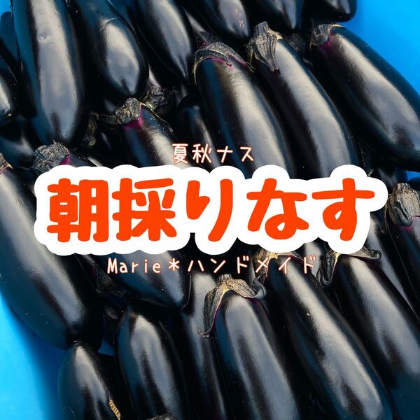 1.5kg 千両なす 夏秋ナス 茄子 夏野菜 産地直送 期間限定