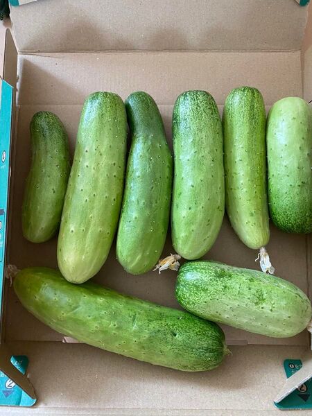 きゅうり訳あり農薬不使用 フルーツきゅうり 水果黄瓜 旱黄瓜 箱込み約1kg