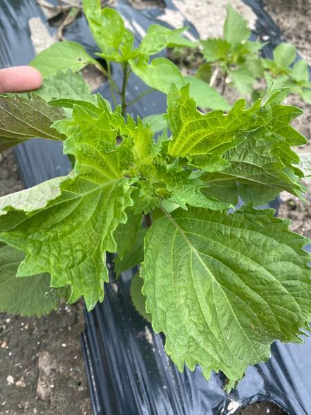 農薬不使用 訳あり大葉 青紫蘇 紫蘇 青じそ シソ 野菜