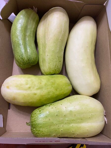 きゅうり訳あり農薬不使用 フルーツきゅうり 水果黄瓜 旱黄瓜 箱込み約1kg