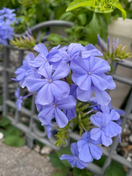 ルリマツリ苗1個 プルンバーゴ 宿根草 庭植抜き苗 るりまつり 瑠璃茉莉 花咲いている