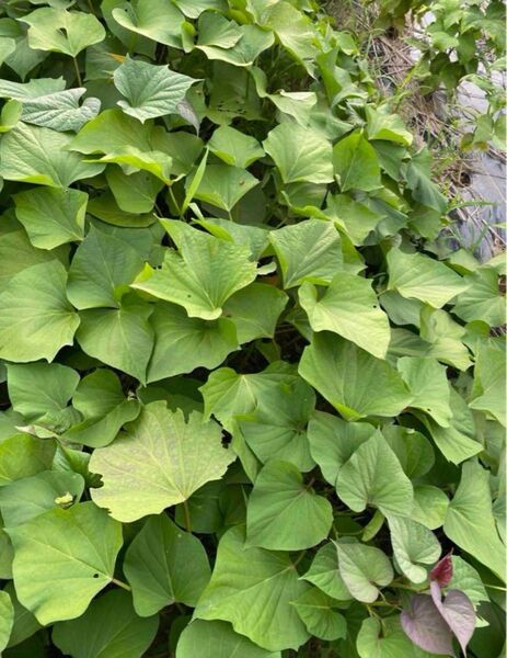 シルクスイート苗 サツマイモ苗 芋 サツマイモ さつまいも 野菜苗 6本