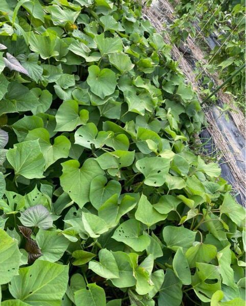 紅はるか苗 サツマイモ苗 芋 サツマイモ さつまいも 野菜苗 6本