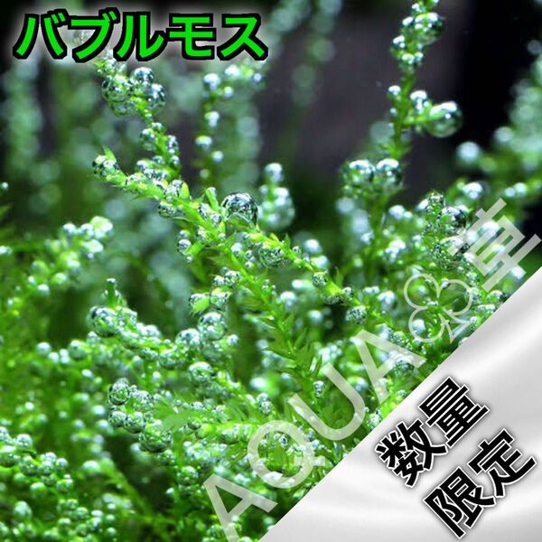 【超希少】 バブルモス 500円玉サイズ 数量限定
