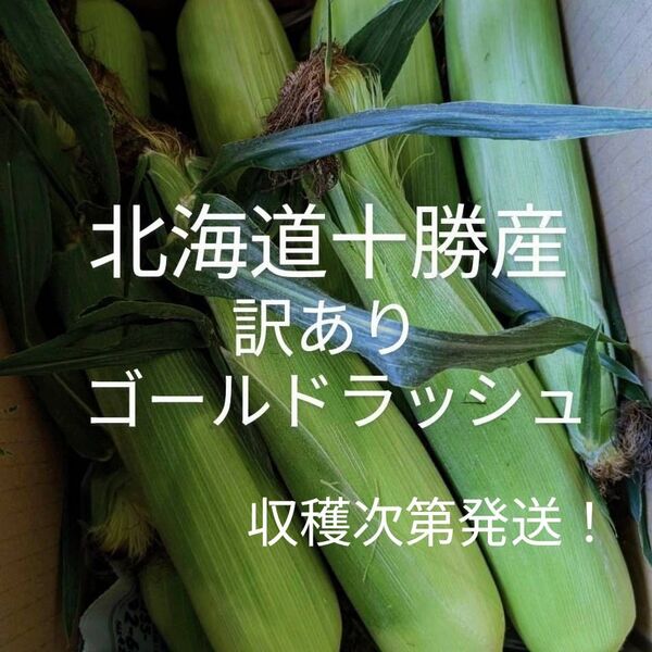 北海道十勝産訳ありゴールドラッシュ、とうもろこし、トウモロコシ
