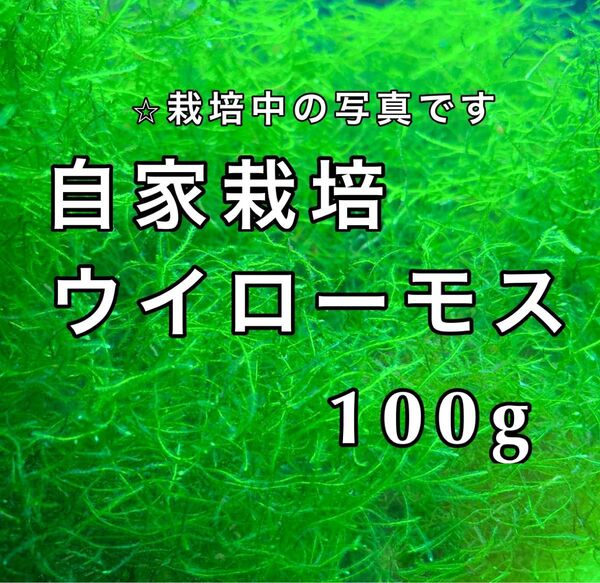 ウィローモス ウイローモス 100-110g 無農薬 水草 産卵床