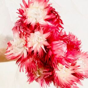 シルバーデイジー 花材 大地農園