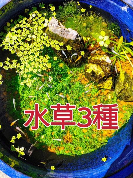アオウキクサ 20株以上 マツモ 1株 ドワーフフロッグビット 5株 水草 浮草 ビオトープ メダカ 水槽 エビ 隠れ家