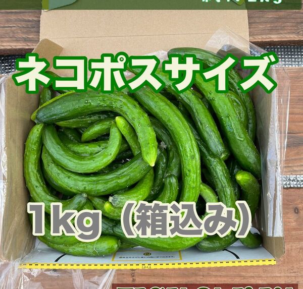 キュウリ スマイル品 1kg バージョン宮崎県産 食べれる美容液