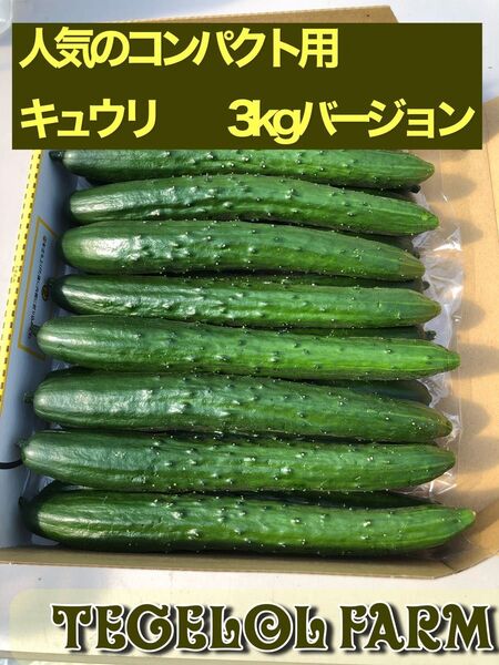 キュウリ コンパクト用 3kgバージョン 朝取れ 宮崎県産