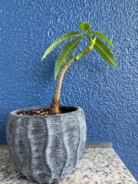 【発根済】実生パキラ|曲がり樹形・種から育てた観葉植物 抜き苗 【ネコポス】