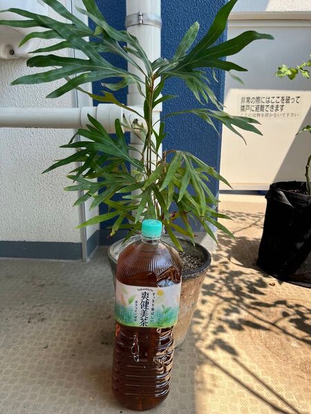 グレビレア ベイリアナ ゴールド プラ鉢
