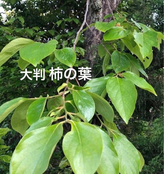 大判柿の葉 120枚 無肥料 食材 天ぷら・柿の葉茶・柿の葉寿司