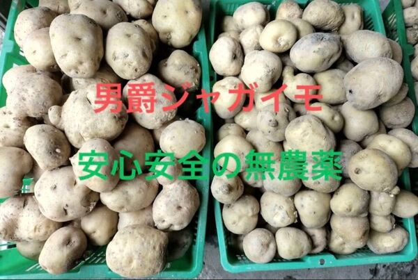 男爵ジャガイモ 7kg 安心安全・無農薬じゃがいも ポテトサラダ、コロッケ、フライトポテトなど