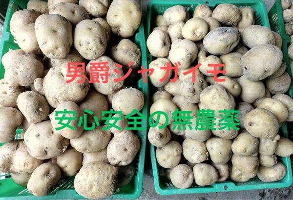 男爵ジャガイモ 5kg 安心安全な無農薬 ポテトサラダ、コロッケ、フライトポテトなど