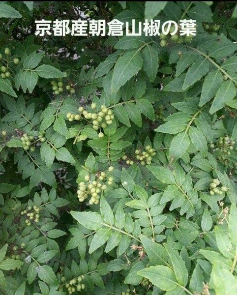 京都産 無農薬 朝倉山椒の葉 100枚
