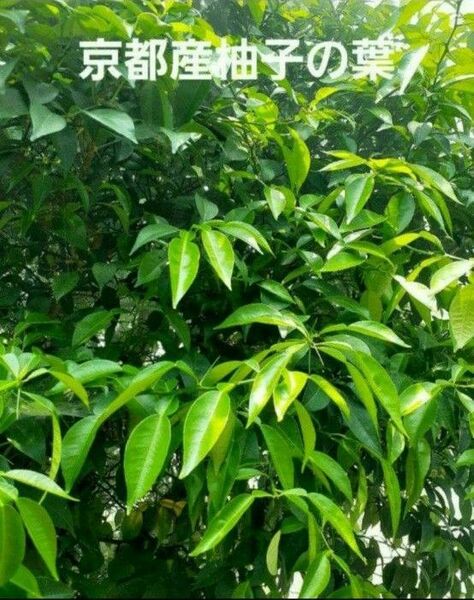 京都産 無農薬 柚子の葉っぱ 100枚 アゲハ幼虫の餌