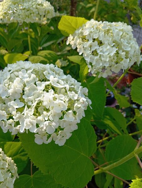 アジサイ アナベル 挿し穂3本