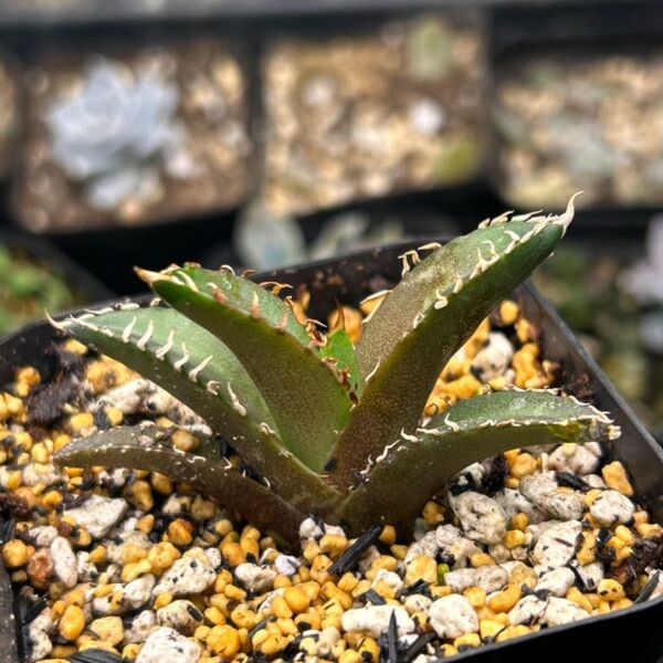 アガベ・レッドキャットウィーズル(Agave ‘Red Catweezle’)赤猫 カキコ 発根済み