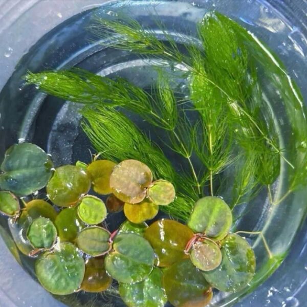 水草 マツモ5本 + フィランサスフルイタンス5株 無農薬 メダカ飼育用