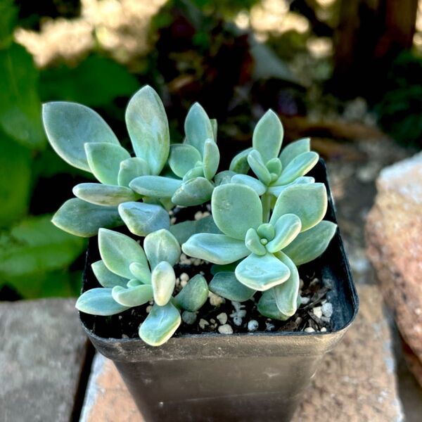 多肉植物 月花美人 抜き苗 1ポット 現品
