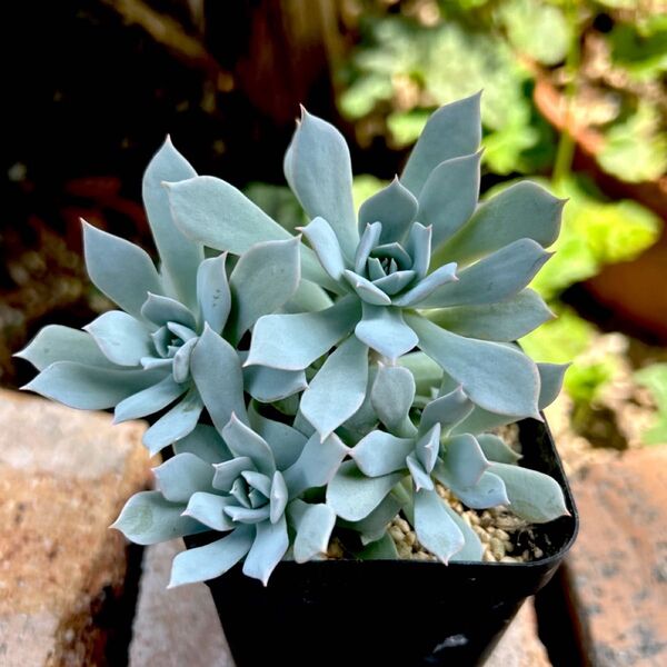 多肉植物 エケベリア ブルークラウド 抜き苗 1ポット 現品