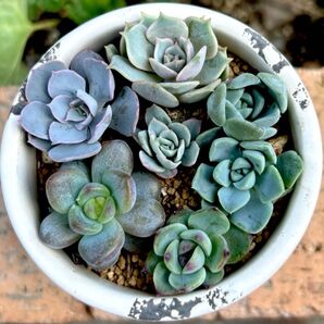多肉植物 寄せ植え エケベリア7種 ラウリンゼなど