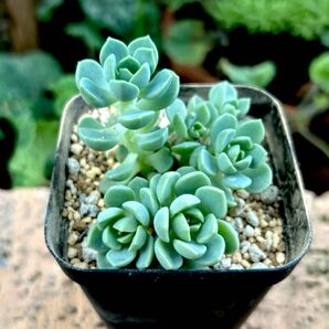 多肉植物 エケベリア 群月花 抜き苗 1ポット 現品