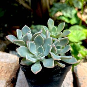 多肉植物 ピンクプリティ+マーガレットレッピン 抜き苗 現品