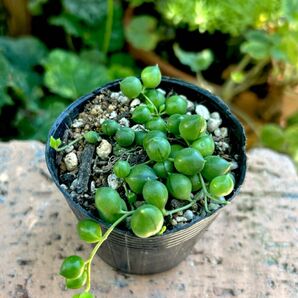 多肉植物 グリーンネックレス 抜き苗 1ポット