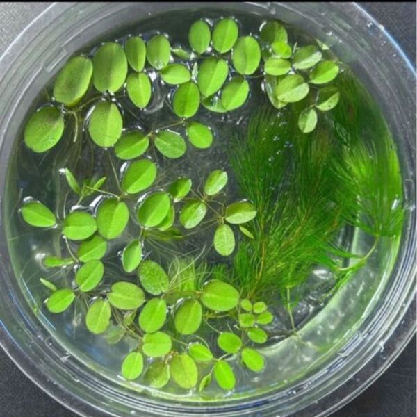 メダカ飼育用 水草セット マツモ5本 + オオサンショウモ10株 無農薬