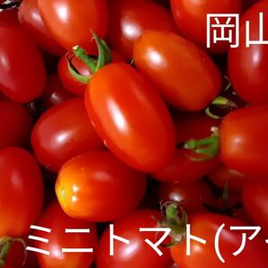 【岡山県産】樹上で完熟したミニトマト アイコ(ヘタ無し)1kg以上
