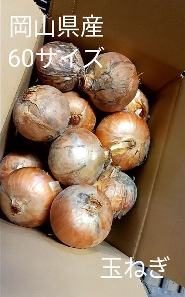 【岡山県産】玉ねぎ 60サイズの箱に詰め込んで!!