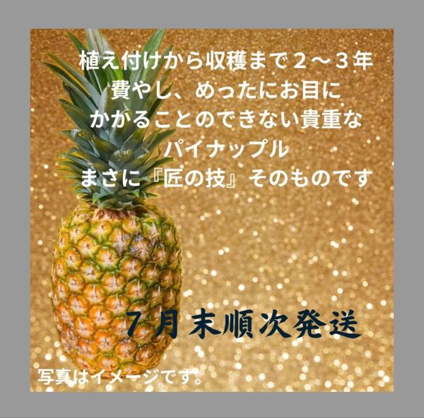 【パインの王様がいよいよ解禁】沖縄産 最高級パイン ゴールドバレル パイナップル