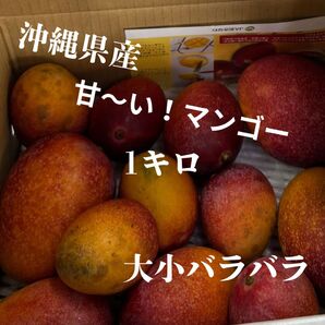 【1kg】超お買い得!沖縄県産 完熟マンゴー ※早い者勝ち ※人気な品種