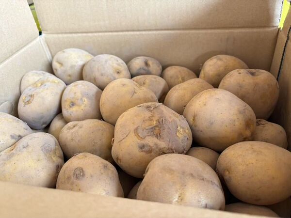 【特別入荷】【大特価】九州産 ジャガイモ 10kg(M〜Lサイズ)