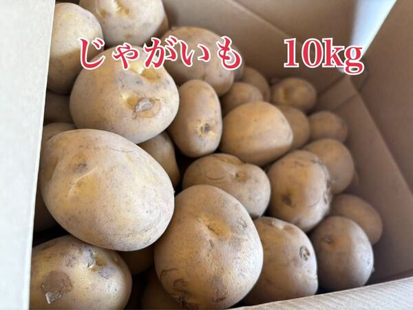 【特別入荷】【大特価】九州産 ジャガイモ 10kg(M〜Lサイズ)