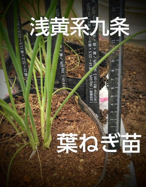 葉ネギ苗 九条細ネギ 苗 30本 抜き苗