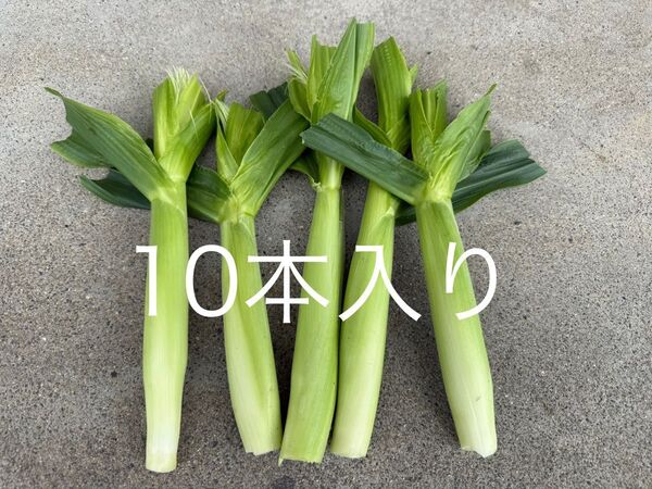 福島県産 ヤングコーン ホワイトショコラ 10本