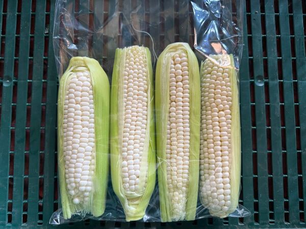 ホワイトショコラ 訳あり 約1kg