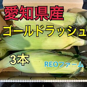 とうもろこし ゴールドラッシュ 3本 セット 即購入可能 愛知県産 甘い 美味い