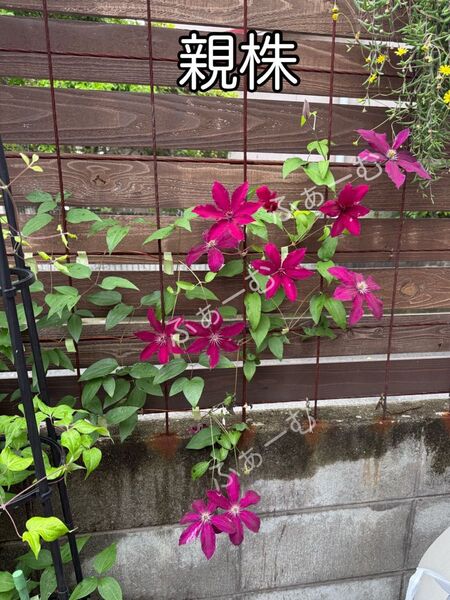 クレマチス・ルーテル(発根済み)