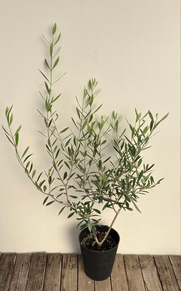 常緑樹 オリーブ エルグレコ 鉢皿付き