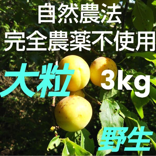 完熟直前 完全無農薬(自然農法) 手摘み大粒梅 野生! 3kg 自然栽培