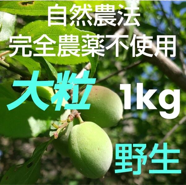 色付き青梅 完全無農薬(自然農法) 手摘み青梅 野生! 1kg