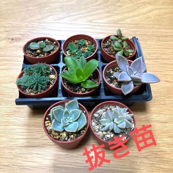 多肉植物 寄せ植え 抜き苗 根付き 8鉢 ★ セダム エケベリア 紅葉 子宝草 多頭 カット苗 多肉