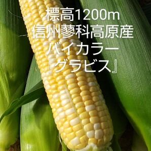 信州蓼科高原産『グラビス』2L8本