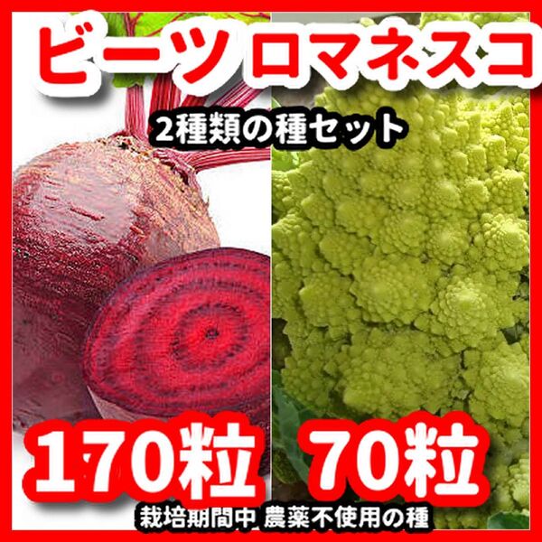 ロマネスコ&ビーツの種セット★安心の栽培期間中農薬不使用の種