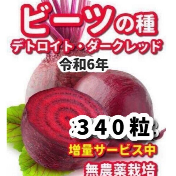 ビーツの種 デトロイトダークレッド★栽培期間中農薬不使用の種